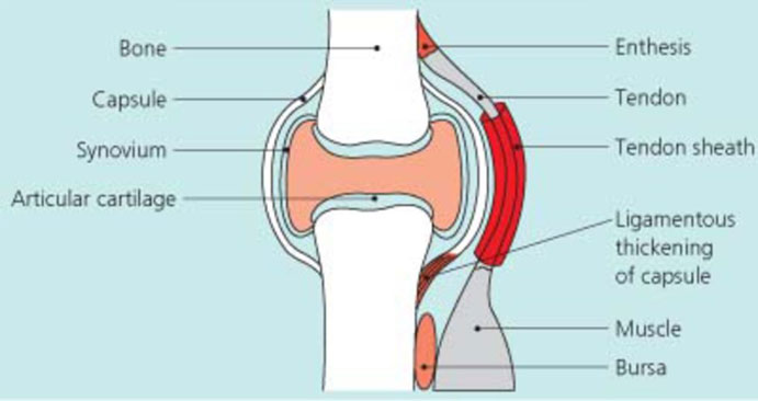 ExExpert-Musculoskeletal-Consultation2